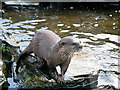 SD4214 : Martin Mere Wetland Centre, Asian short-clawed otter (Amblonyx cinerea) by David Dixon