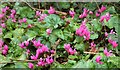 SX9356 : Cyclamen, Berry Head by Derek Harper