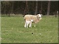 NZ1198 : Ewe and lamb at Middleheugh by Graham Robson