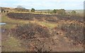 SS9728 : Swaled heathland, Haddon Hill by Derek Harper