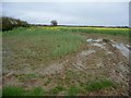 SE5262 : North-west boundary, field of oil seed rape by Christine Johnstone