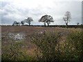 SE5261 : Trees along a field boundary, north of Ember Hill farm by Christine Johnstone