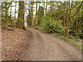 SE2712 : Track and Obelisk in Bridge Royd Wood (YSP) by David Dixon