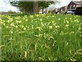 SO8742 : Cowslips at Baughton by Philip Halling