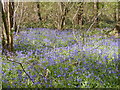 SO9194 : Bluebell Wood by Gordon Griffiths