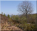 NH3638 : Trees by the Allt na Sròine Duibhe by Craig Wallace