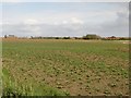 NZ2988 : Arable field near Newbiggin by Graham Robson