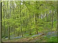 SK3372 : Bluebells, Linacre Reservoirs by Robin Drayton