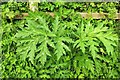 SX9066 : Giant Hogweed near Barton landfill by Derek Harper