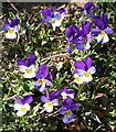 NJ6209 : Wild Pansy (Viola tricolor) by Anne Burgess