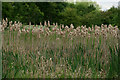 TQ2568 : Rushes by the Wetlands by Peter Trimming