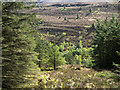 NN0364 : Heathery mountain slopes with trees by Trevor Littlewood