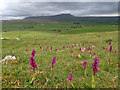 SD7973 : Early Purple Orchids with Pen-y-ghent as a backdrop by Mick Garratt