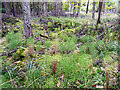 NY5661 : Ground flora, Miltonrigg Woods by Rose and Trev Clough