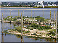 SZ0288 : Tern Islands. Brownsea Lagoon by David Dixon