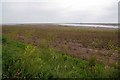 TQ9794 : Birth of a Saltmarsh by Glyn Baker