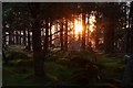 ND0530 : Late Evening Sun through the Trees, Caithness by Andrew Tryon