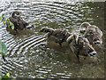 TL3514 : Goslings in Park near River Lea, Ware, Hertfordshire by Christine Matthews