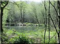 SE2259 : Pond  in  the  Wood by Martin Dawes