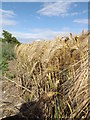 TM3876 : Barley Crop off the B1117 Walpole Road by Geographer