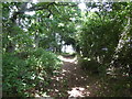 TM3544 : Footpath in woodland near Glebe House by Chris Holifield