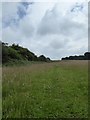 SJ8343 : View up field path towards Seabridge by Jonathan Hutchins