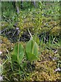 NS3976 : Common Twayblade by Lairich Rig