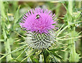 J4482 : Thistle, Helen's Bay - July 2016(1) by Albert Bridge