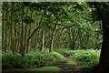 TL4401 : Epping Forest by Peter Trimming