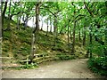 SE3742 : Hetchell Wood from the bridleway on its southern boundary by Christine Johnstone