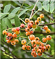 J3773 : Rowan berries, Comber Greenway, Belfast (August 2016) by Albert Bridge