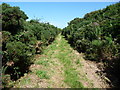 SC2786 : Coastal footpath lined with gorse, near Ballanayre by Christine Johnstone