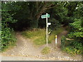 TQ4363 : Footpath and bridleway into the woods near Downe by Malc McDonald