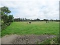 SC2470 : Cattle pasture, west of Ballabeg by Christine Johnstone