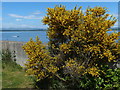 NT0281 : Gorse bush next to the John Muir Way by Mat Fascione