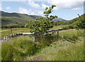  : The Millionth Tree, Kinloch Glen by Craig Wallace