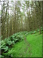 SC2276 : Path up from Barrane, Kerroodhoo Plantation by Christine Johnstone