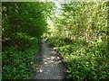 SO7538 : Path through Gullet Wood by Jeff Gogarty