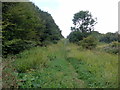 TQ5401 : Footpath through Lullington Heath National Nature Reserve by PAUL FARMER