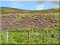 NT2142 : Roadside heather by M J Richardson