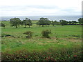 SC4889 : Row of trees, east of Ballafayle e Callow by Christine Johnstone