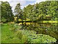 SK4563 : Row Pond, Hardwick Hall by David Dixon