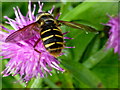 H4189 : Hoverfly on Knapweed by Kenneth  Allen