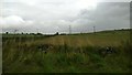 NY8367 : Fields north of Hindshield, looking east off North Road by Christopher Hilton