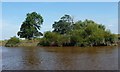 SE6728 : Trees on the north-east bank, River Ouse by Christine Johnstone