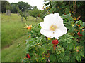 SX8487 : White rose with rose hips by Stephen Craven