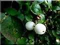 H4772 : Snowberries, Cranny by Kenneth  Allen