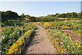 SJ5483 : The Walled Garden at Norton Priory by Jeff Buck