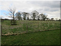 TG2039 : Newly planted trees in Felbrigg Park by Hugh Venables