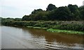 SJ6574 : Floating pennywort, west bank, River Weaver by Christine Johnstone